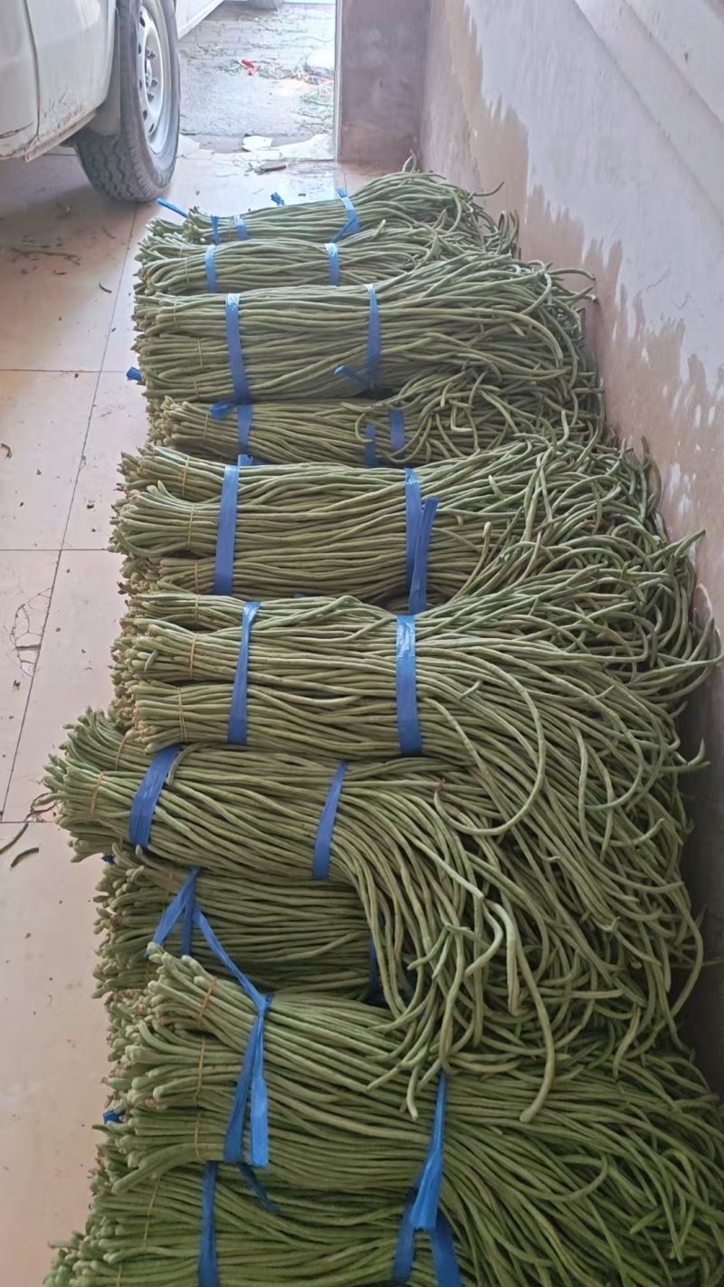 河南安阳长豆角鲜嫩翠绿货量大按需求分拣打包耐运输无虫眼卖相好