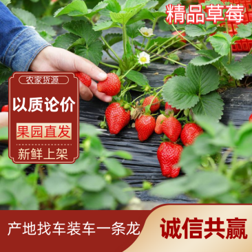 【加工果商品果果汁果速冻果】宁玉草莓大量有货欢迎致电