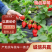 【加工果商品果果汁果速冻果】宁玉草莓大量有货欢迎致电