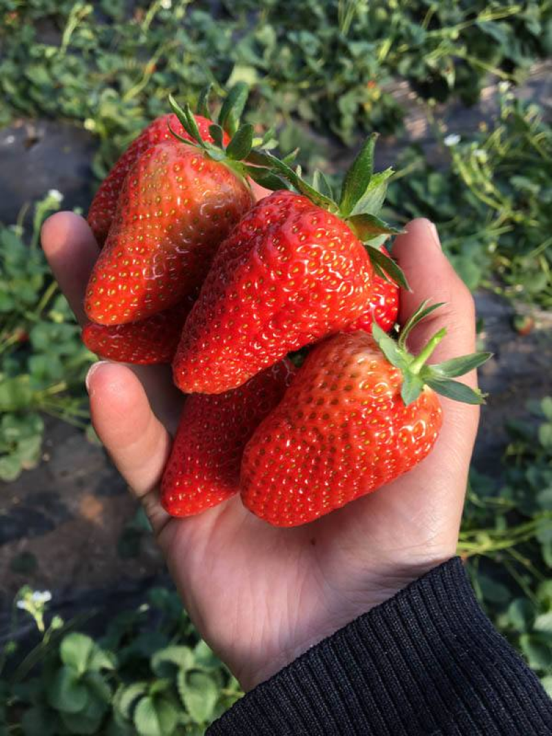 【加工果商品果果汁果速冻果】宁玉草莓大量有货欢迎致电