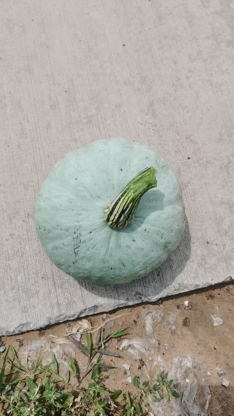 【精品】原产地南瓜贝贝银栗绿板栗红板栗香甜粉糯量大从优