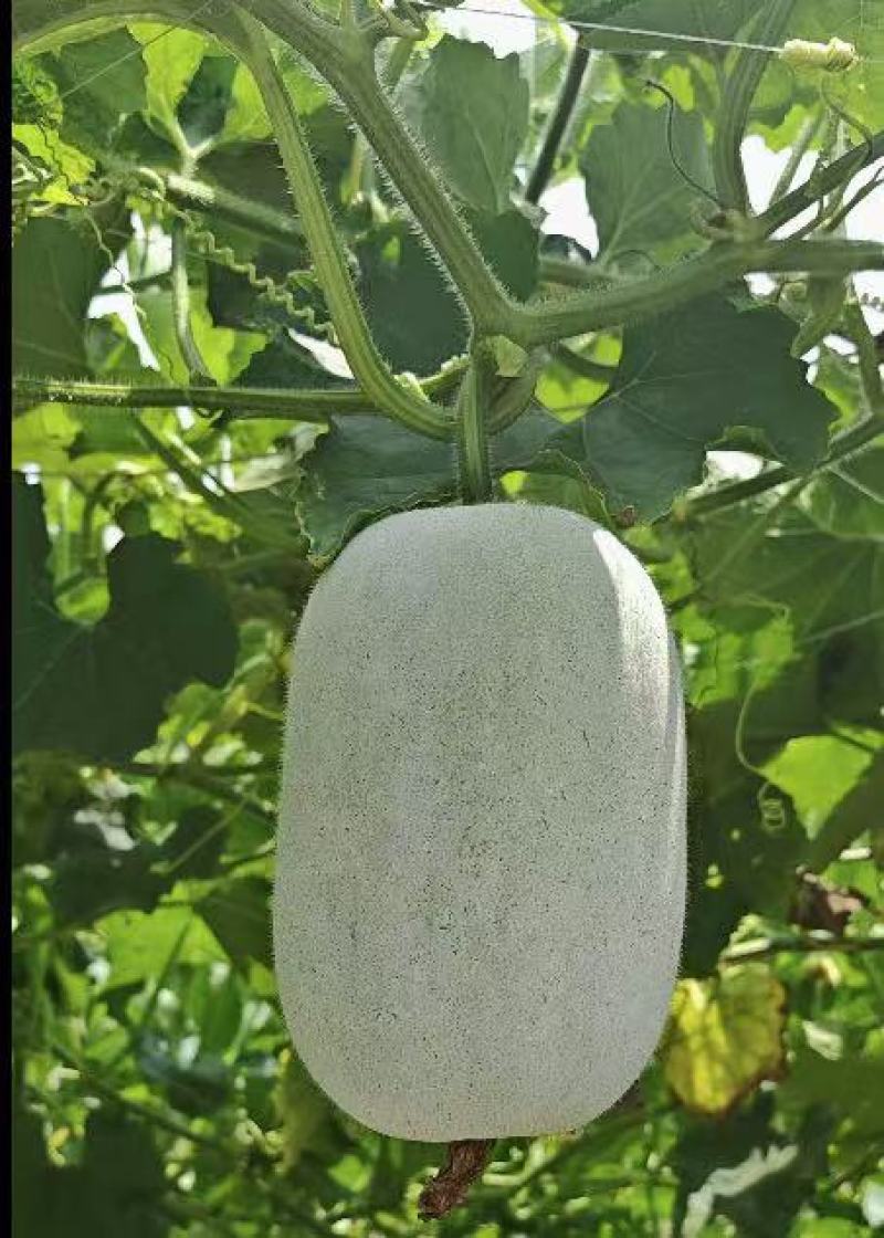 【热卖】水果吊冬瓜基地直销量大质优价格优惠一手货源