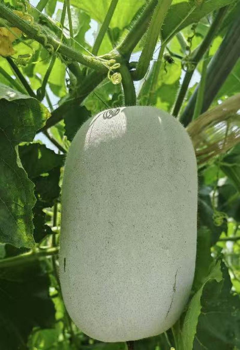 【热卖】水果吊冬瓜基地直销量大质优价格优惠一手货源