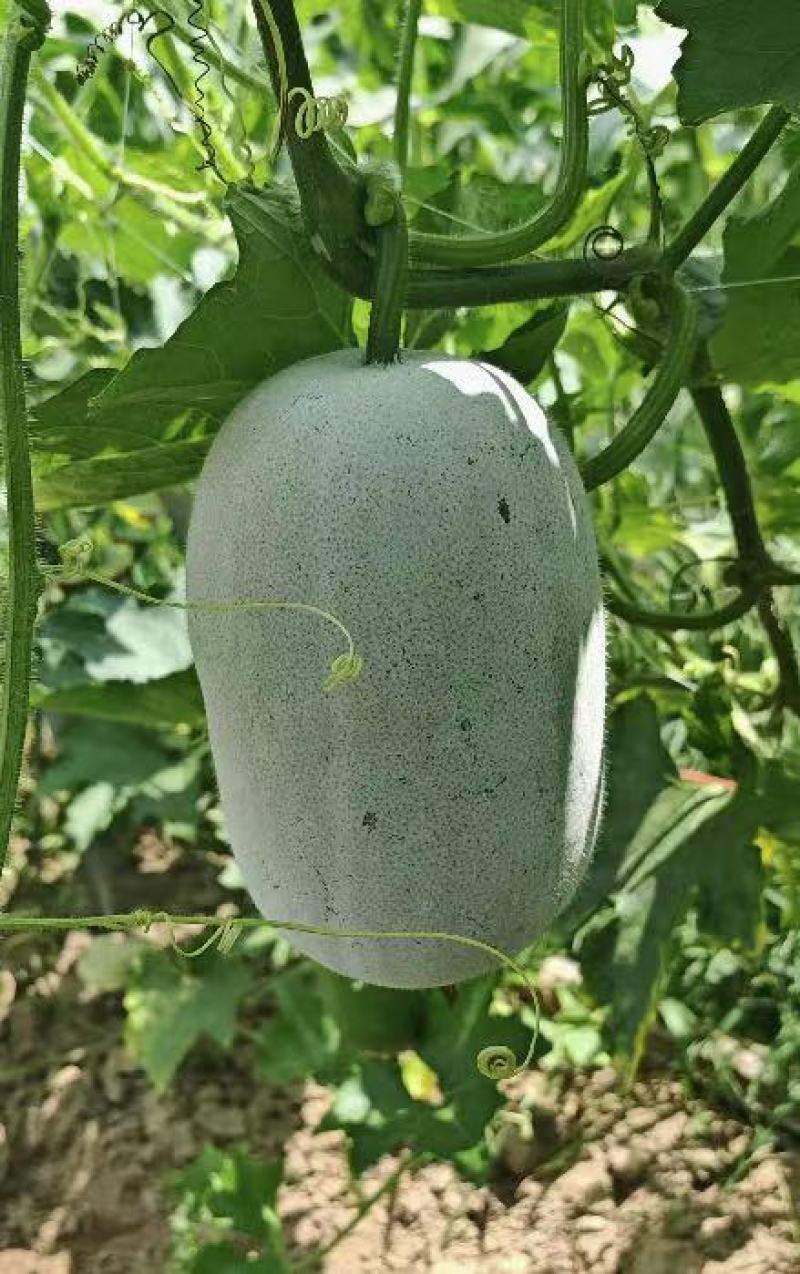 【热卖】水果吊冬瓜基地直销量大质优价格优惠一手货源