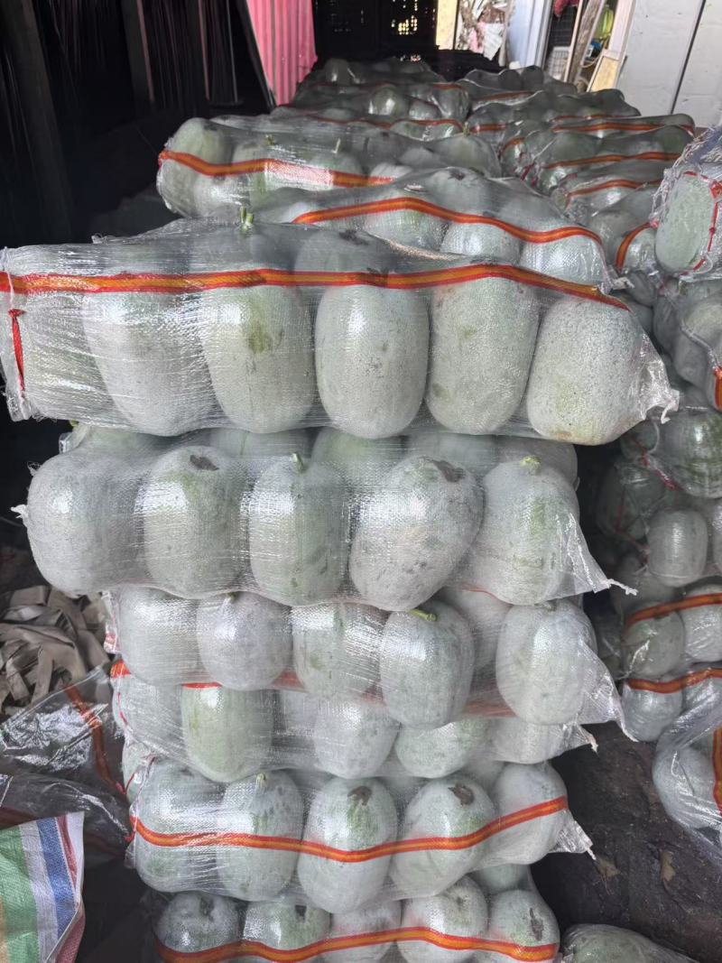 【热卖】水果吊冬瓜基地直销量大质优价格优惠一手货源