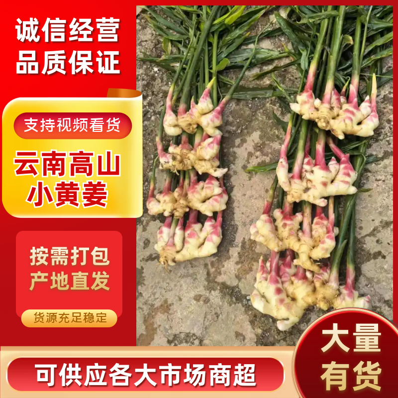 【2026年新货供货】小黄姜正宗云南小黄姜代发全国市场