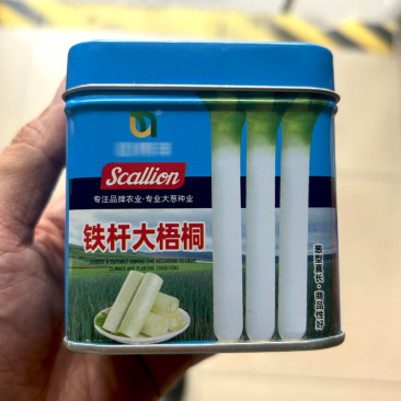 铁杆大梧桐大葱种子高产抗倒伏山东章丘铁杆大梧桐葱种籽
