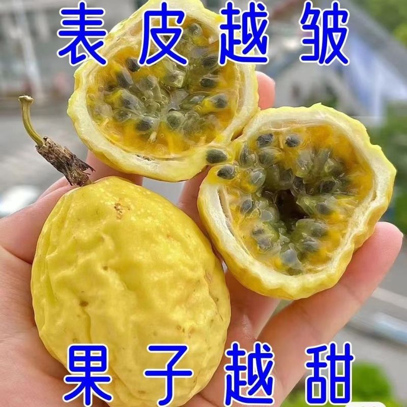 广西百香果大型种植基地种植近期大量上市量大可实地