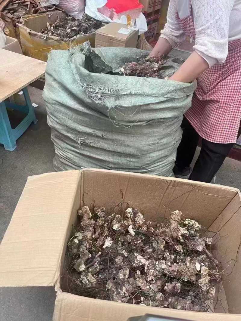 无比加革中药材泡酒料无比加革片，个子