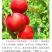 中油抗芽2号油桃6月上中旬成熟果皮光滑无果锈肉质细腻多汁