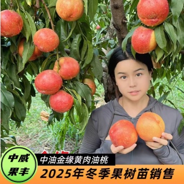 中油金缘7月下旬成熟果型圆果顶平风味浓甜