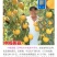 中威黄霸免套袋黄皮黄肉六月初成熟自花结实挂树期长