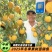 中威黄霸免套袋黄皮黄肉六月初成熟自花结实挂树期长