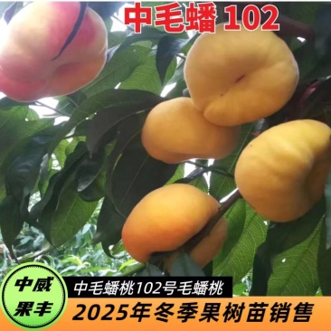 中蟠102号蟠桃苗6月中下旬浓香浓甜果面鲜黄艳丽