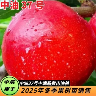 中油37号中晚熟黄肉油桃7月中下旬成熟口感脆甜自花授