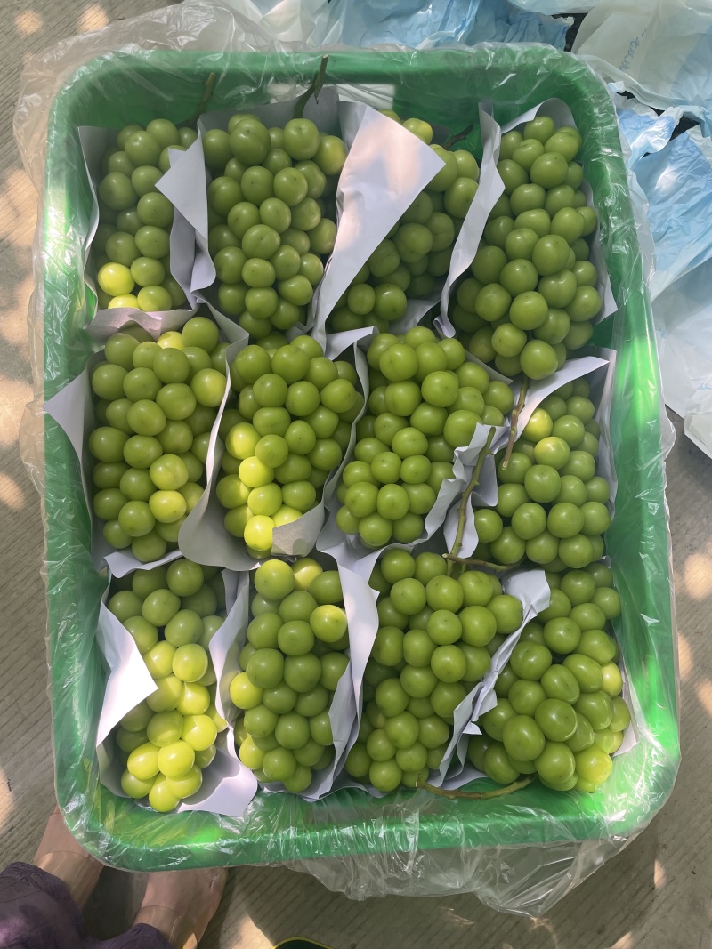 阳光玫瑰