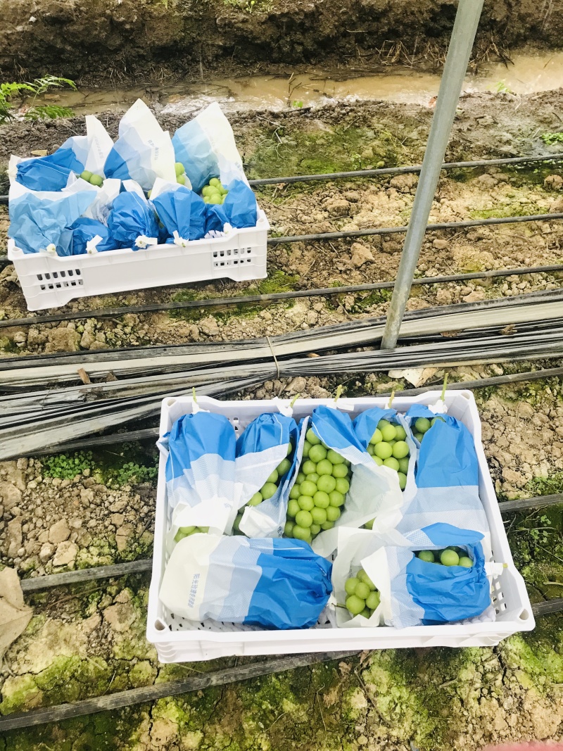 阳光玫瑰