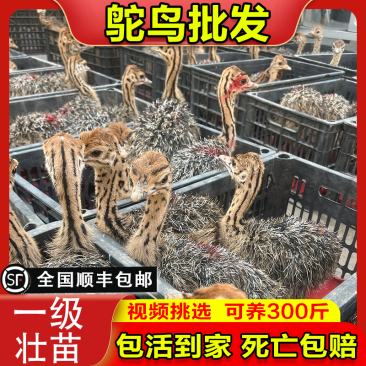 正宗非洲鸵鸟优质种苗批发鸵鸟苗好饲养长势快疫苗齐全