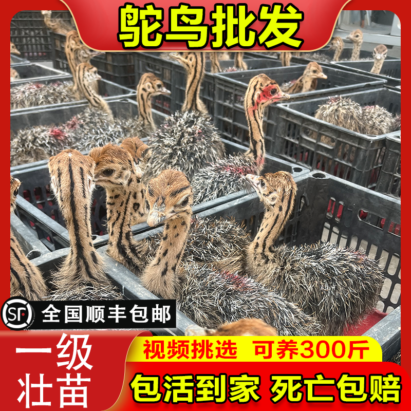 正宗非洲鸵鸟优质种苗批发鸵鸟苗好饲养长势快疫苗齐全