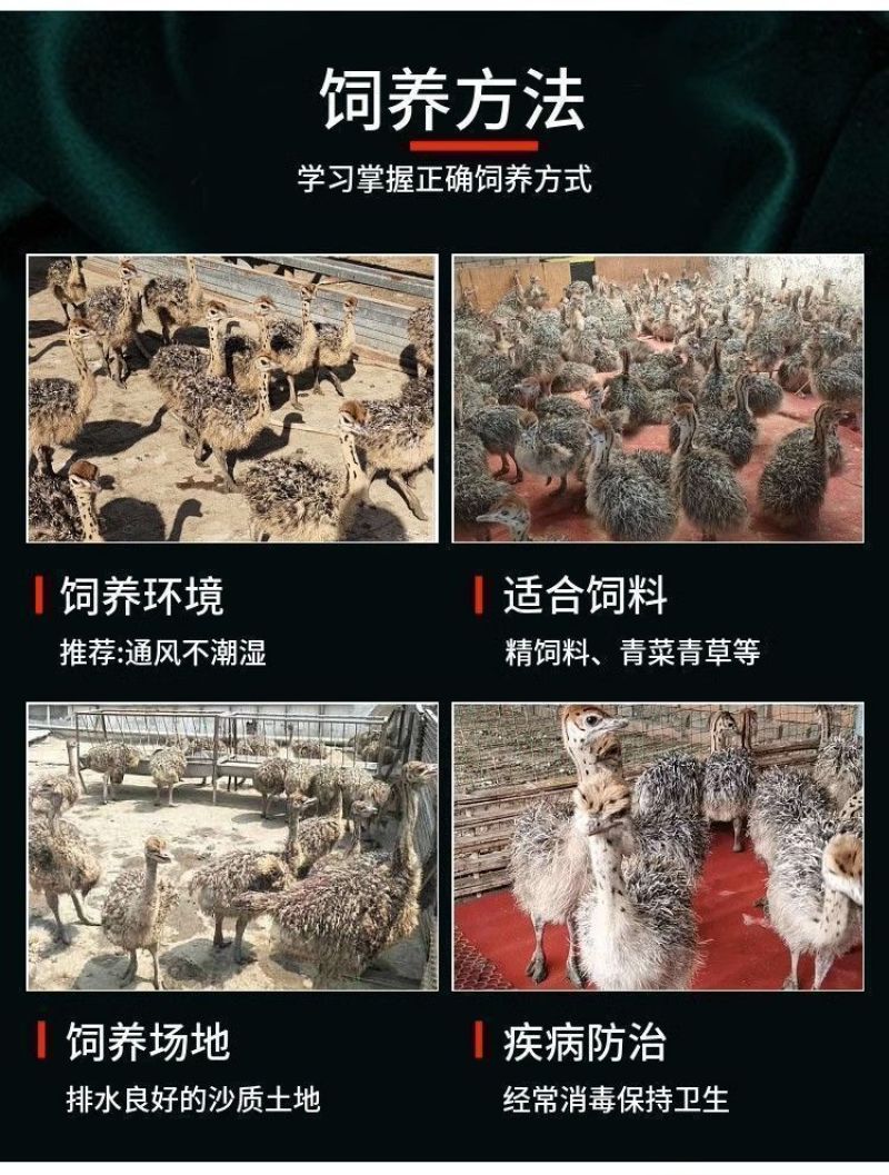 正宗非洲鸵鸟优质种苗批发鸵鸟苗好饲养长势快疫苗齐全