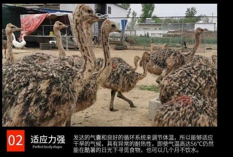 正宗非洲鸵鸟优质种苗批发鸵鸟苗好饲养长势快疫苗齐全