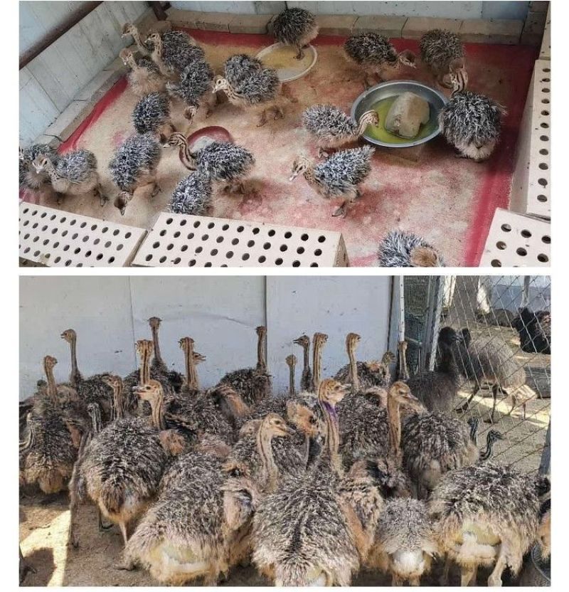 正宗非洲鸵鸟优质种苗批发鸵鸟苗好饲养长势快疫苗齐全