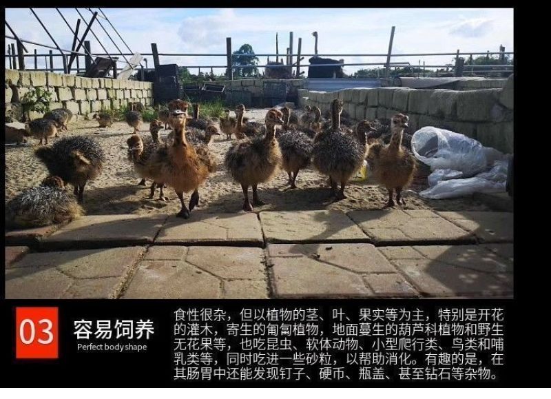 正宗非洲鸵鸟优质种苗批发鸵鸟苗好饲养长势快疫苗齐全