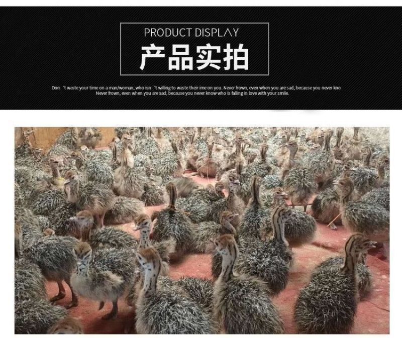 正宗非洲鸵鸟优质种苗批发鸵鸟苗好饲养长势快疫苗齐全