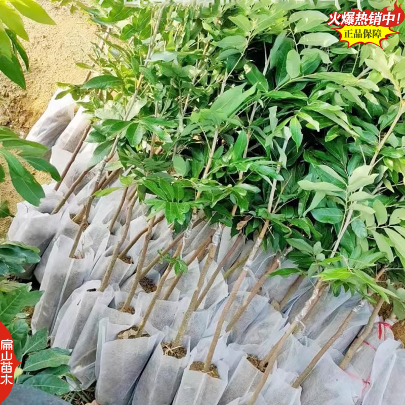 福建嫁接凤梨穗龙眼苗马贵水南一号1-2年嫁接中小杯苗