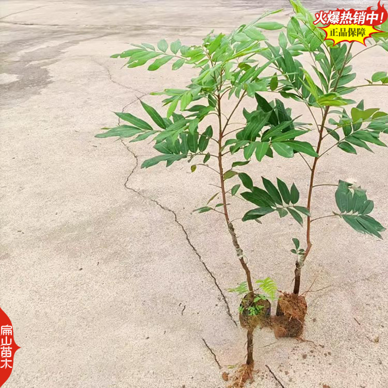 福建嫁接凤梨穗龙眼苗马贵水南一号1-2年嫁接中小杯苗