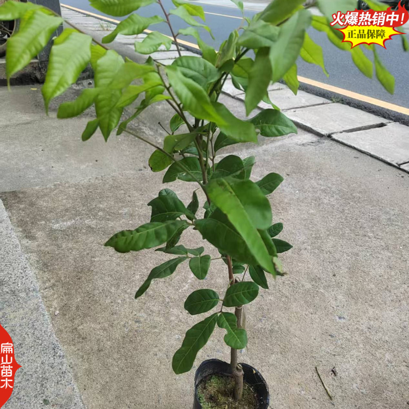 福建嫁接凤梨穗龙眼苗马贵水南一号1-2年嫁接中小杯苗
