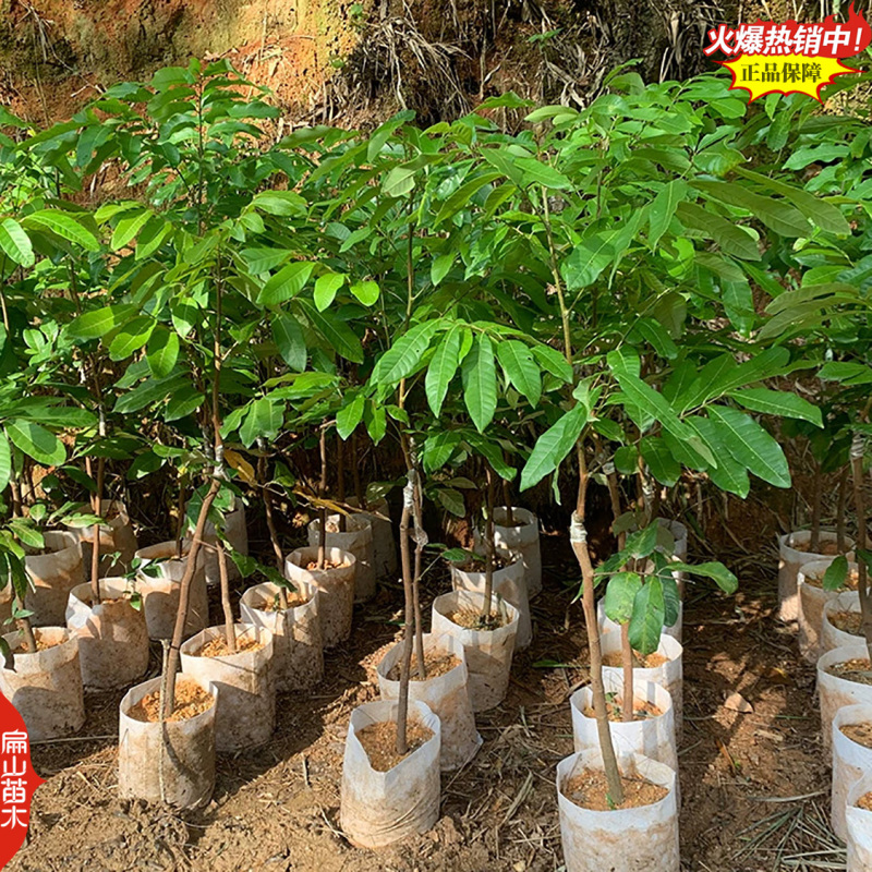 福建嫁接凤梨穗龙眼苗马贵水南一号1-2年嫁接中小杯苗