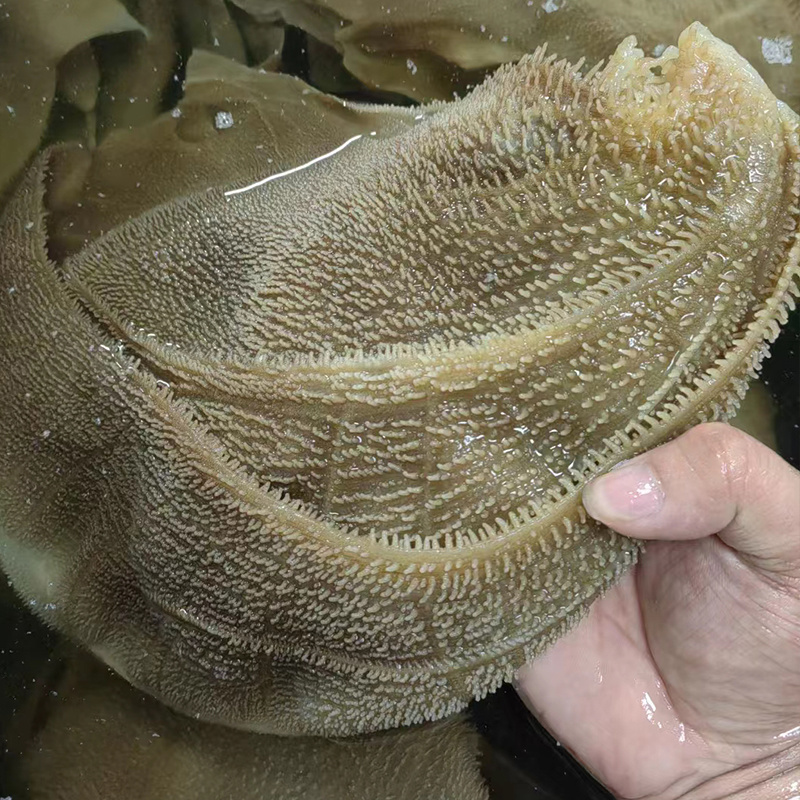 本色小叶片牛百叶毛肚火锅串串麻辣烫冒菜食材