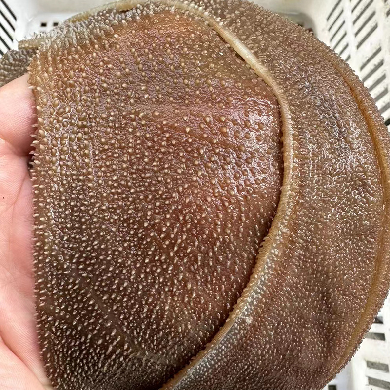 本色小叶片牛百叶毛肚火锅串串麻辣烫冒菜食材