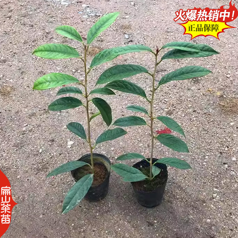 扁山福建茶叶苗培育茶苗基地绿茶特早茶大白苦丁茶30CM
