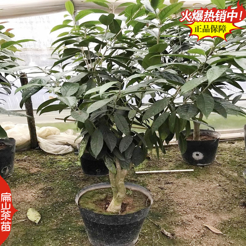 扁山福建茶叶苗培育茶苗基地绿茶特早茶大白苦丁茶30CM