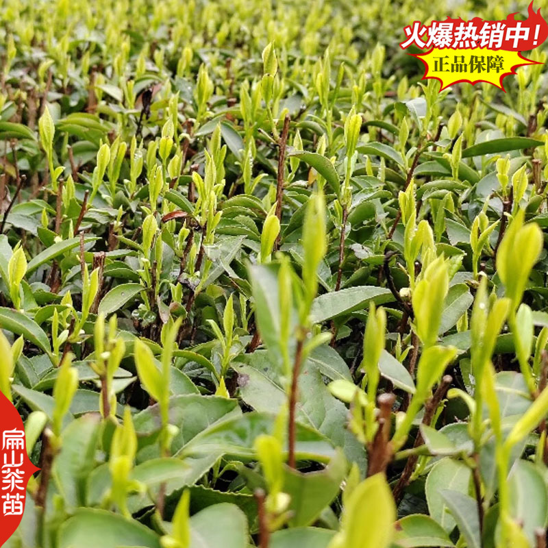 扁山福建茶叶苗培育茶苗基地绿茶特早茶大白苦丁茶30CM