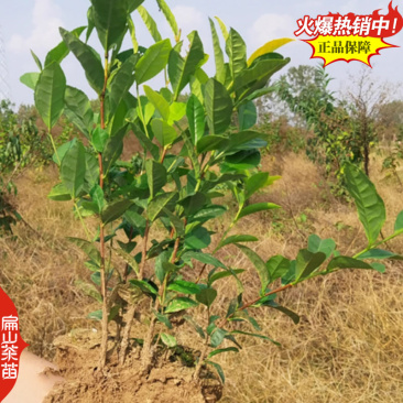 福建宁德福鼎黄金叶碧螺春黄金芽茶苗培育基地铁观音茶苗2