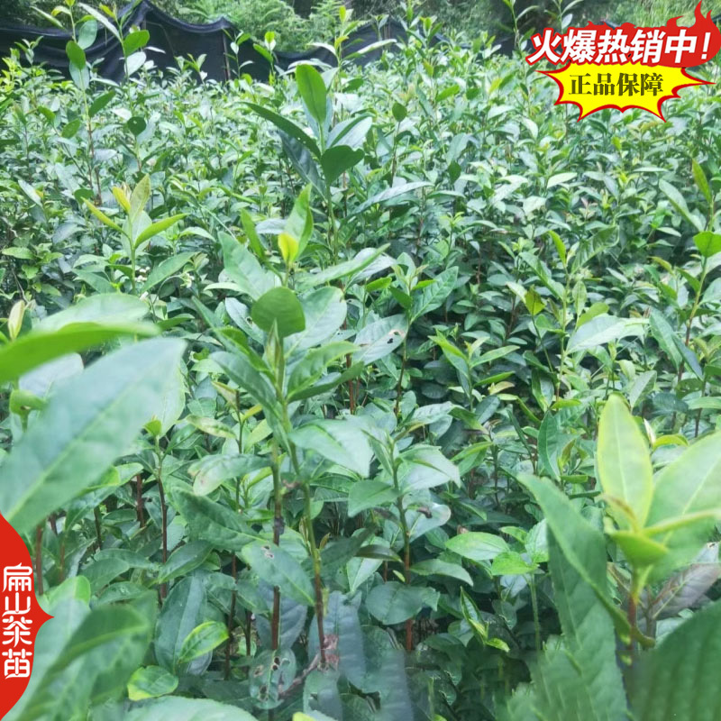 福建宁德福鼎黄金叶碧螺春黄金芽茶苗培育基地铁观音茶苗2