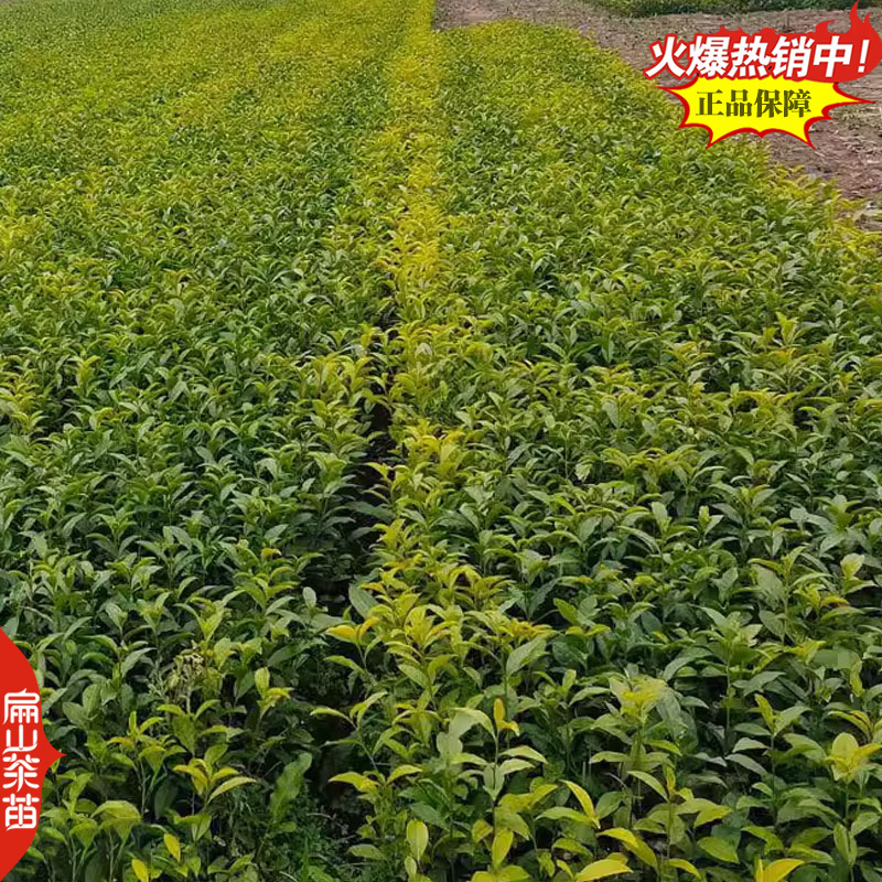 福建宁德福鼎黄金叶碧螺春黄金芽茶苗培育基地铁观音茶苗2