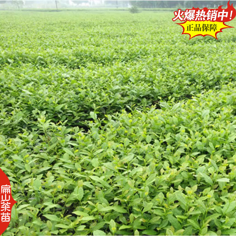 福建宁德福鼎黄金叶碧螺春黄金芽茶苗培育基地铁观音茶苗2