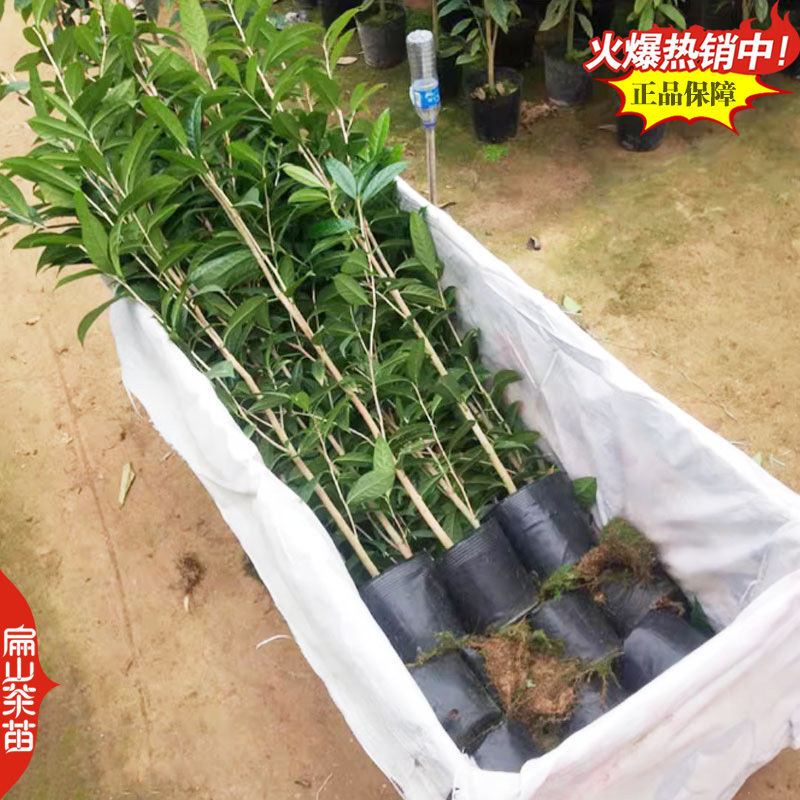 福建宁德福鼎黄金叶碧螺春黄金芽茶苗培育基地铁观音茶苗2