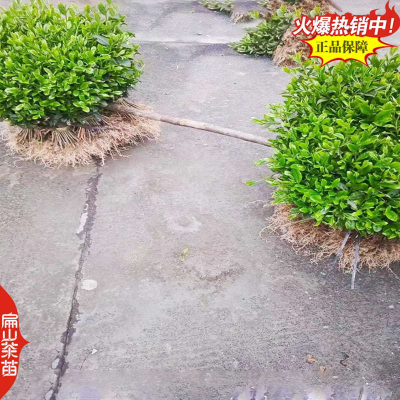 福建龙岩金花茶苗基地大红袍普洱茶特早茶肉桂茶树苗1c