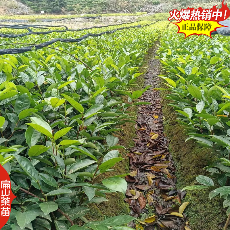 湖南碧香早茶苗舒茶苗保靖黄金1号茶树苗培育25CM