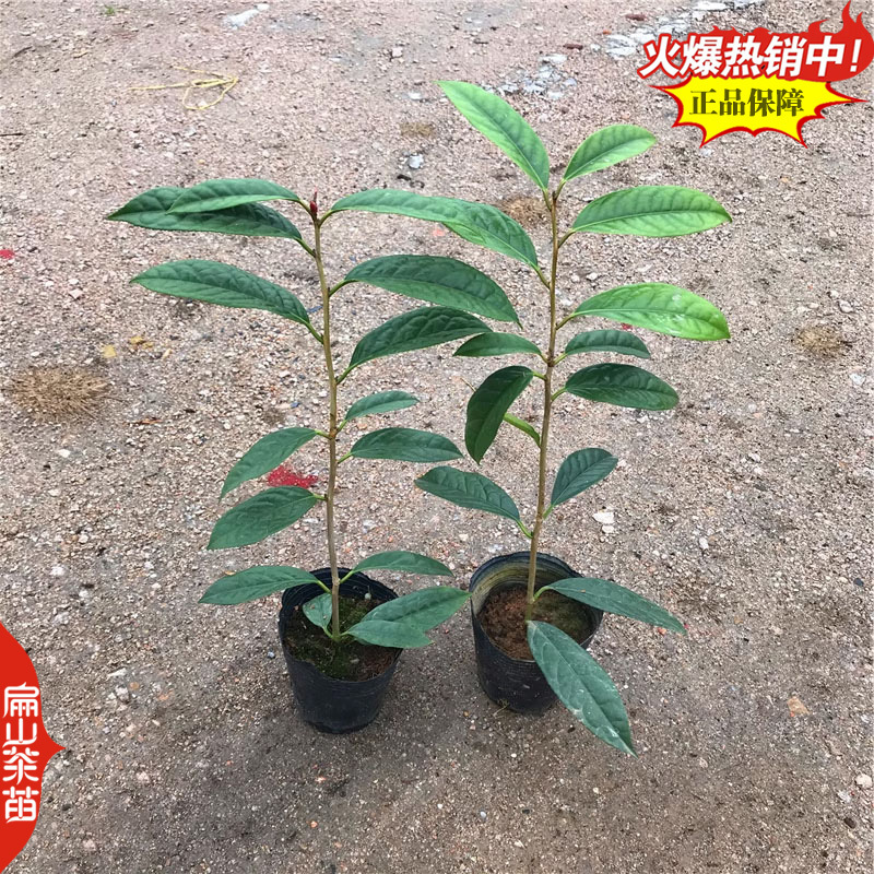 湖南碧香早茶苗舒茶苗保靖黄金1号茶树苗培育25CM