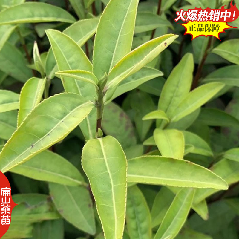 湖南碧香早茶苗舒茶苗保靖黄金1号茶树苗培育25CM
