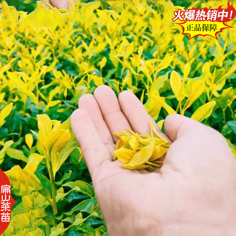 湖南碧香早茶苗舒茶苗保靖黄金1号茶树苗培育25CM