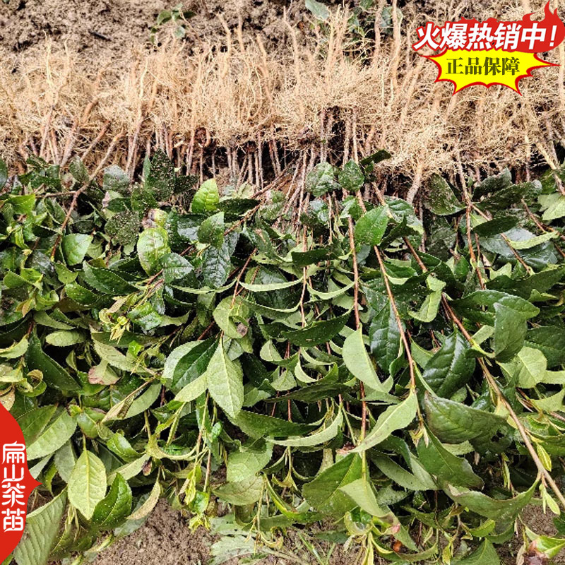 湖南碧香早茶苗舒茶苗保靖黄金1号茶树苗培育25CM