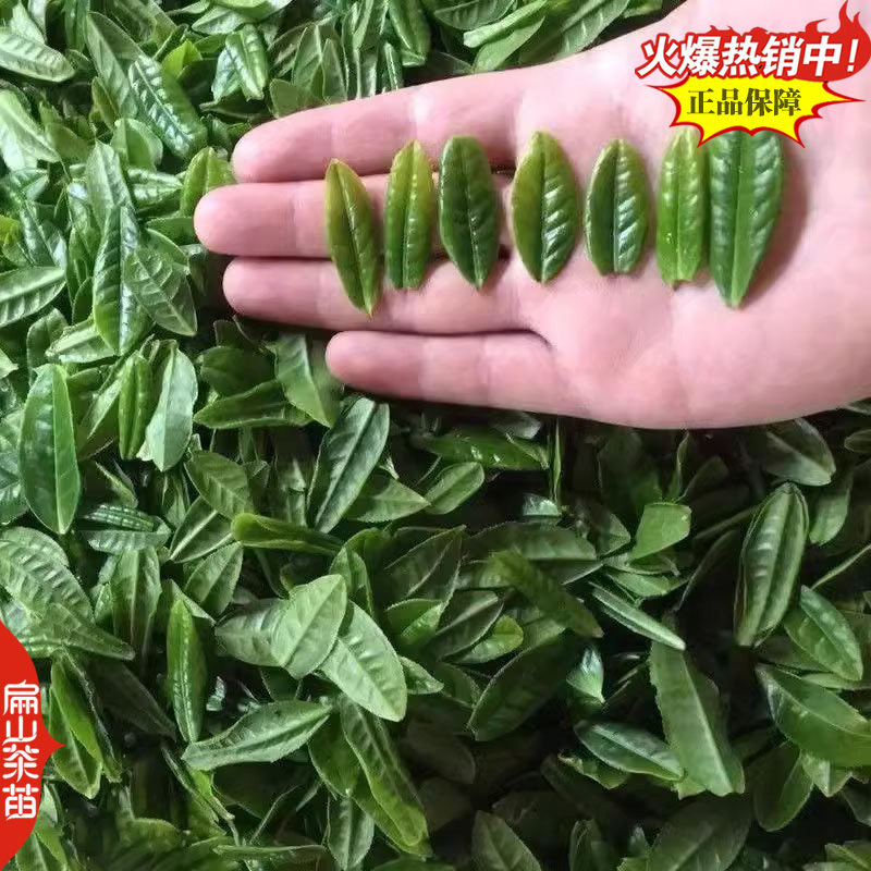 湖南碧香早茶苗舒茶苗保靖黄金1号茶树苗培育25CM