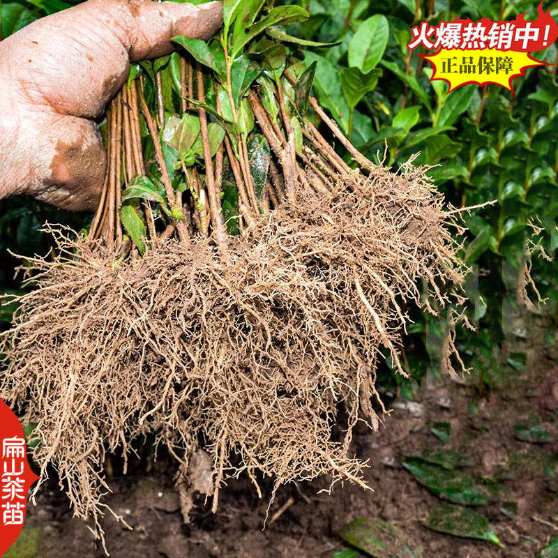 奶白红茶绿茶叶苗白茶大白保健茶龙井43号茶苗26CM